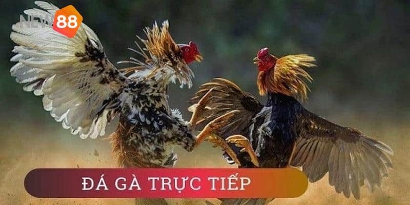 Xem đá gà trực tiếp full HD sắc nét, âm thanh sống động
