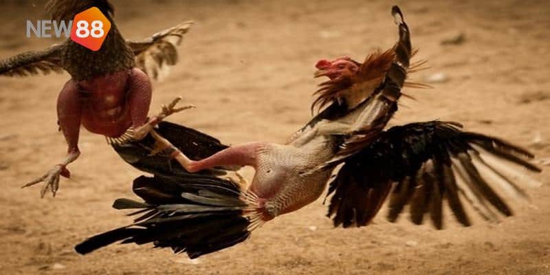 Tìm hiểu sơ lược về hình thức cá cược đá gà Thomo