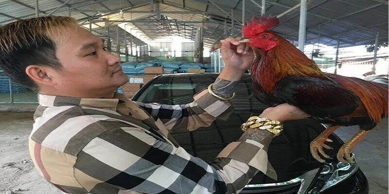 Kinh nghiệm chăm gà chiến của Mít Trà Cú