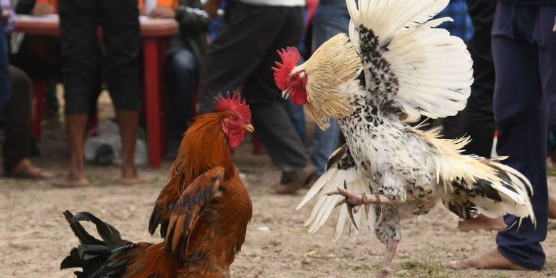 Các thể loại đá gà trực tiếp hấp dẫn nhất hiện nay