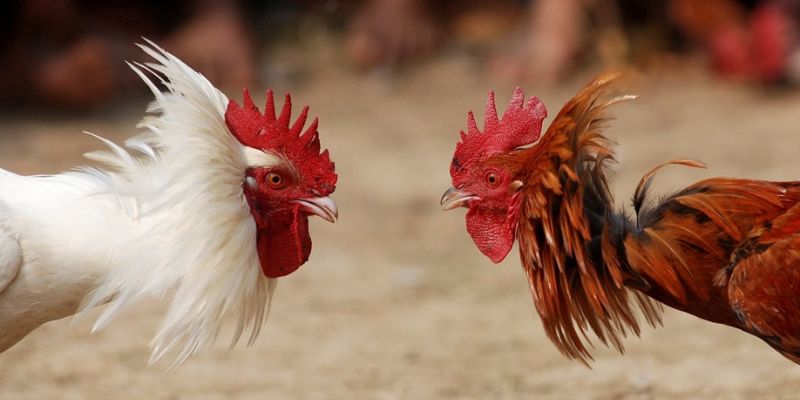 Review luật chấp trong đá gà