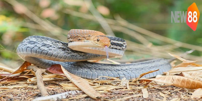 Thông điệp giấc mơ thấy rắn bắt chuột bạn hãy thay đổi