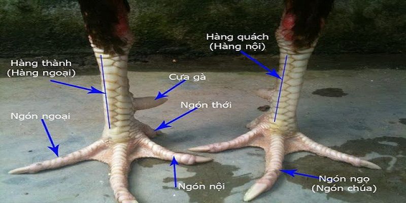 Tổng hợp cách chọn gà phổ biến nhất