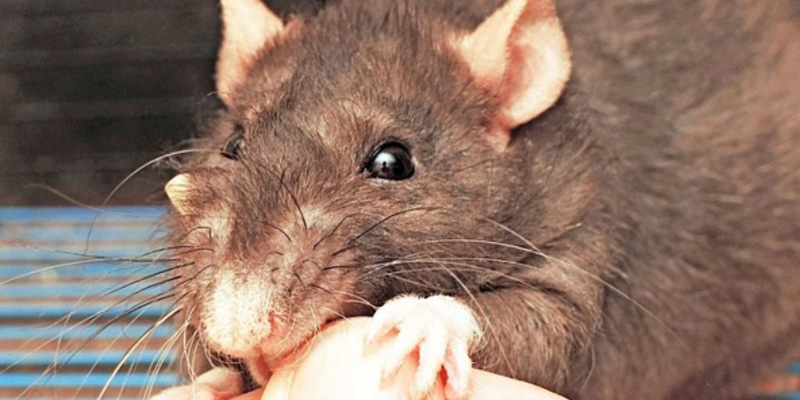 Mơ thấy con tí cắn mình có điềm báo gì?